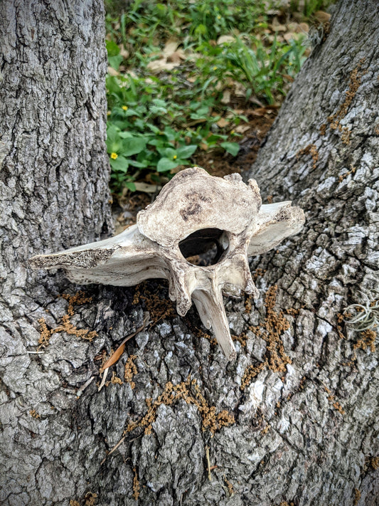 Horse Vertebrae-Large