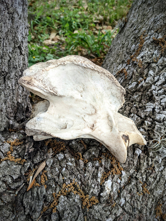 Horse Vertebrae- Large