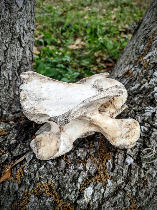 Horse Vertebrae- Large