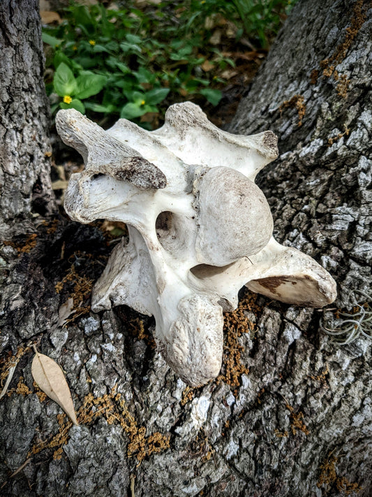 Horse Vertebrae-Large