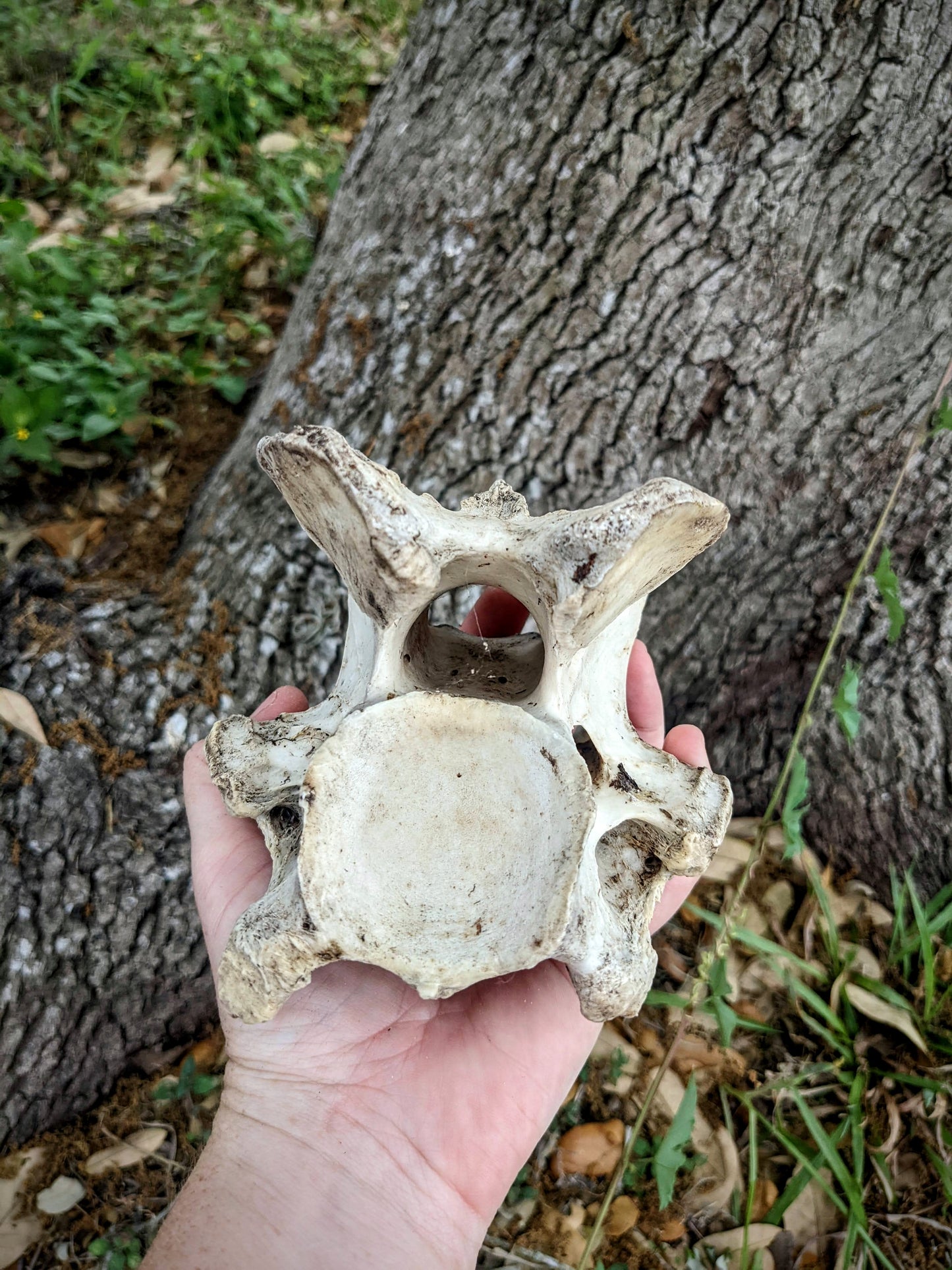 Horse Vertebrae-Large