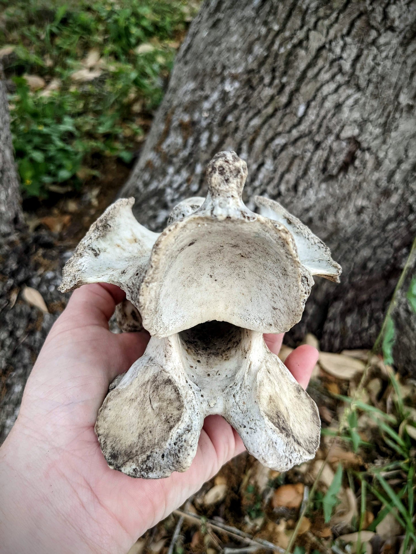 Horse Vertebrae- Large
