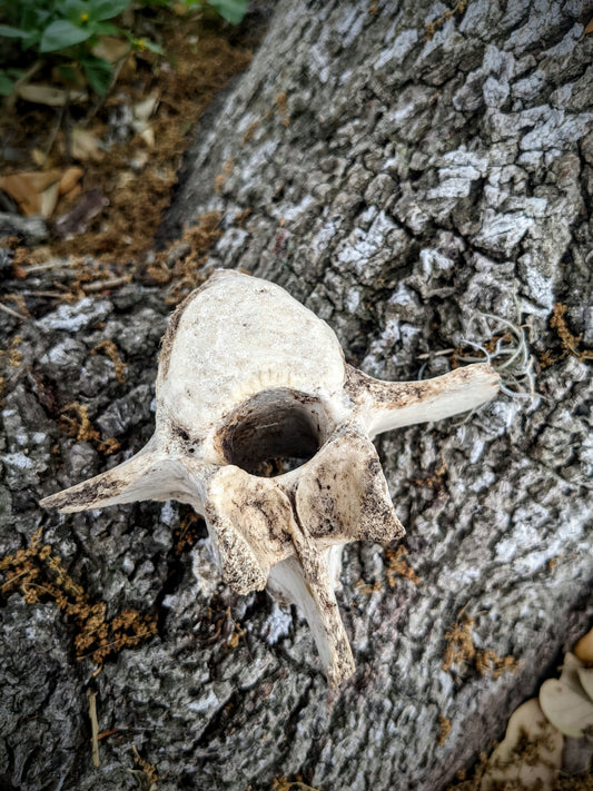 Horse Vertebrae-Small
