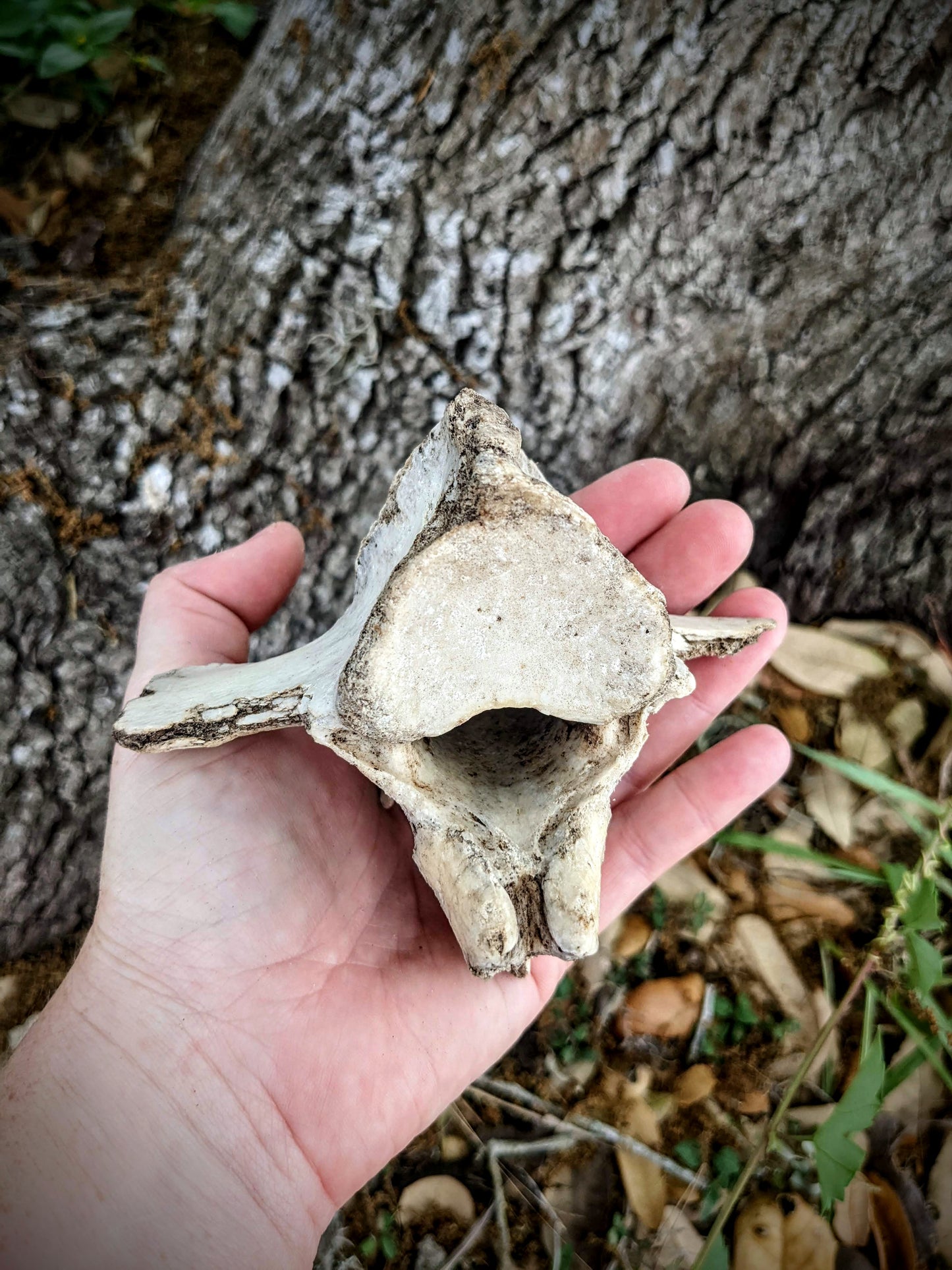 Horse Vertebrae-Small
