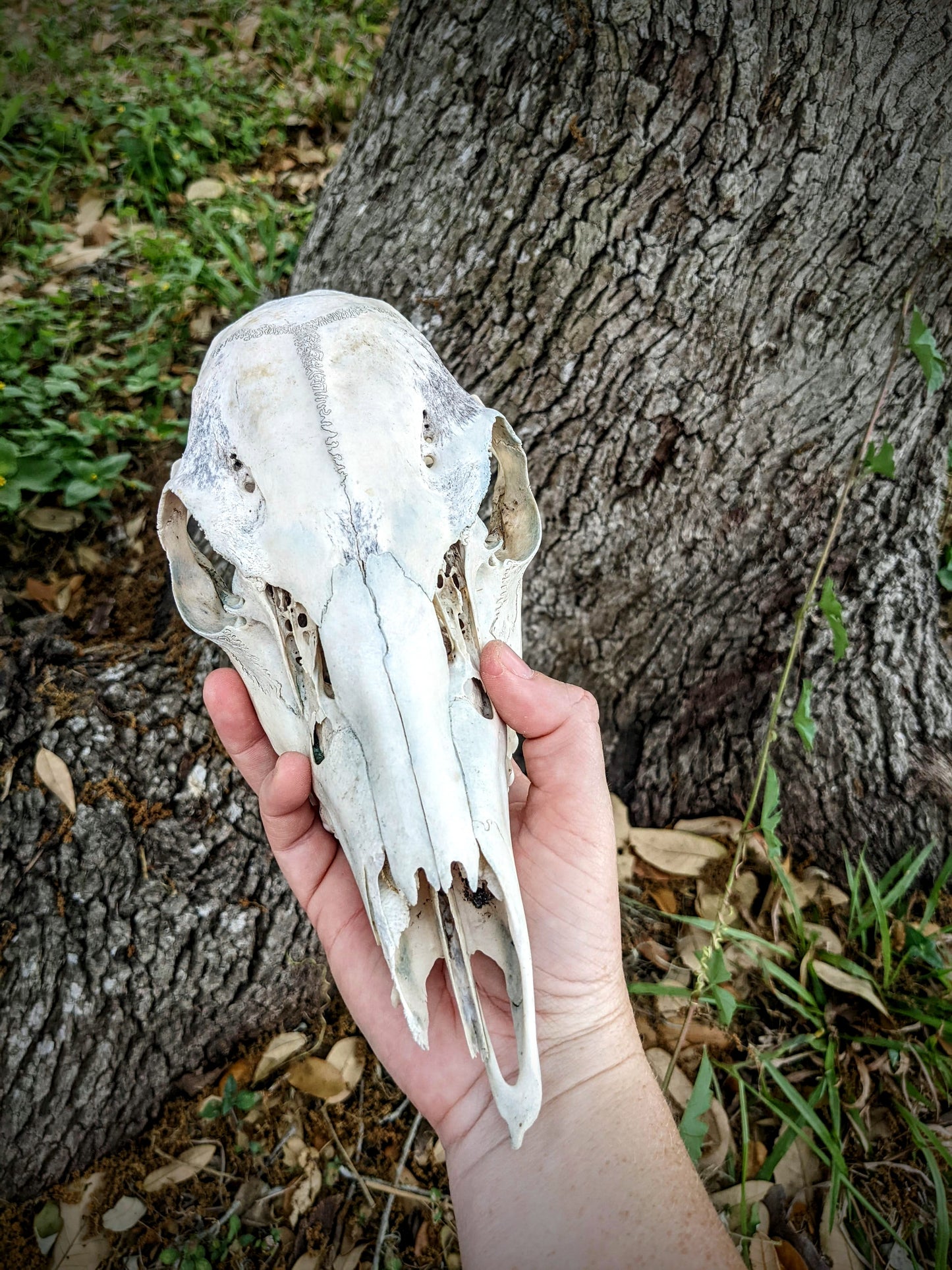 White Tail Doe Skull