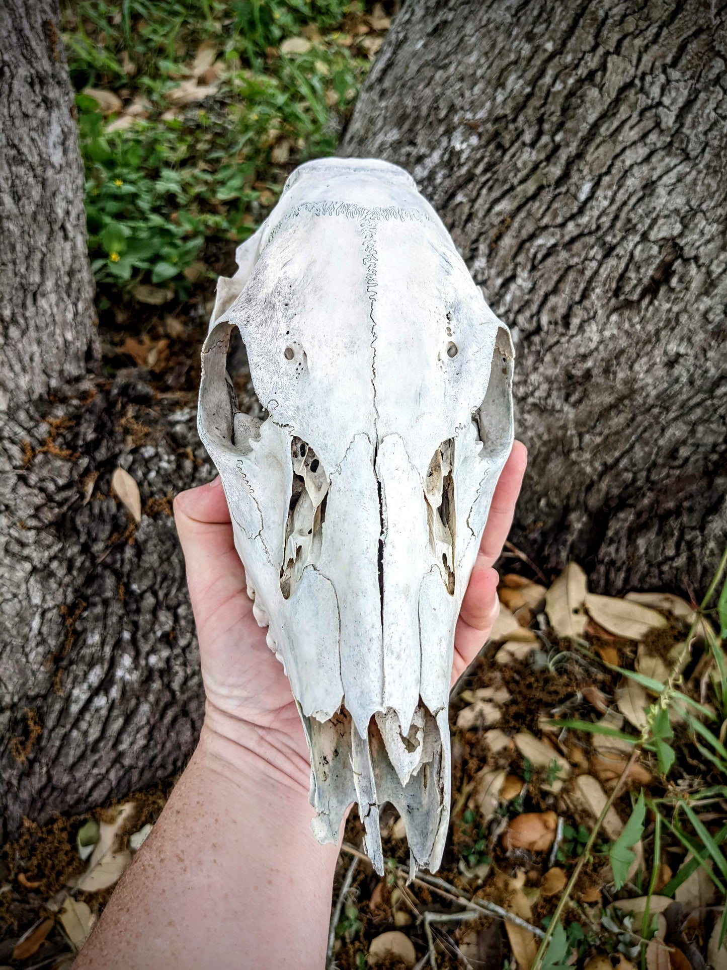 White Tail Doe Skull