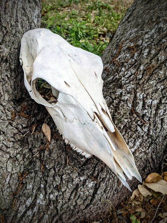 Female Nilgai Skull