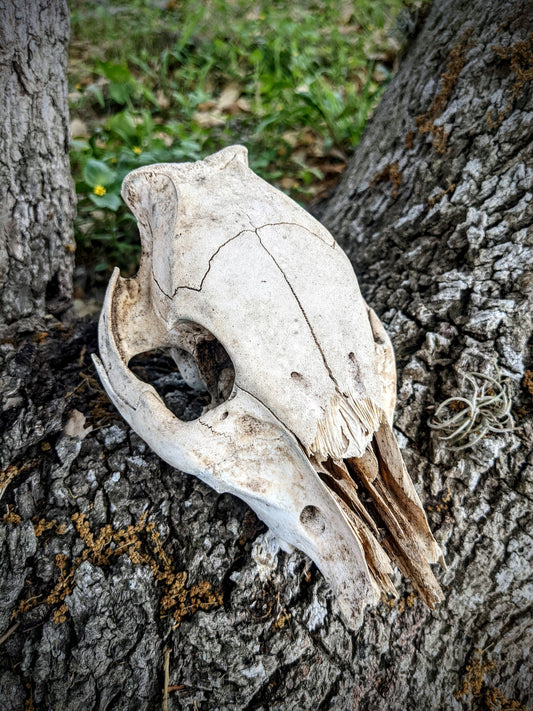 Young Wild Hog Skull