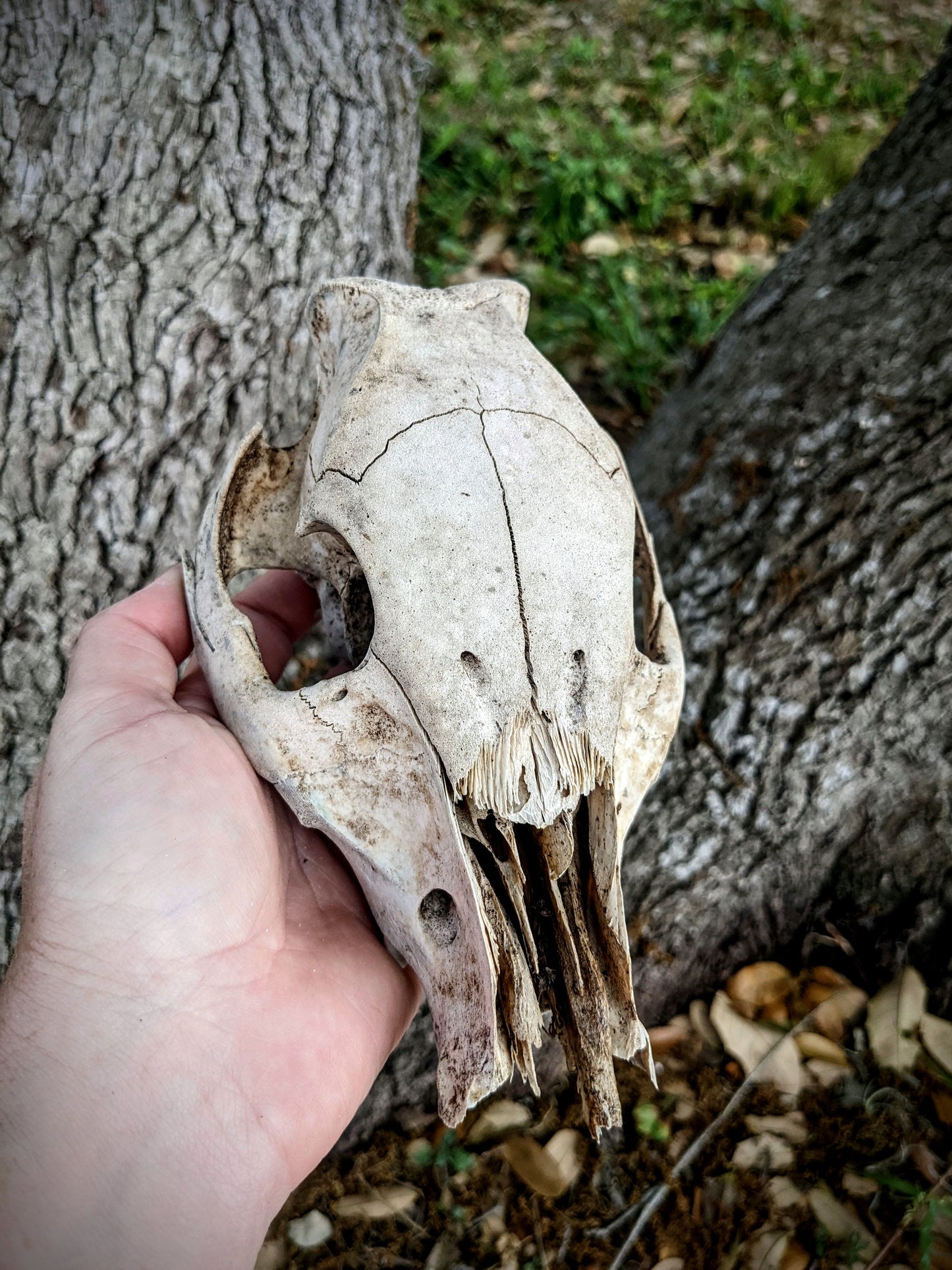 Young Wild Hog Skull
