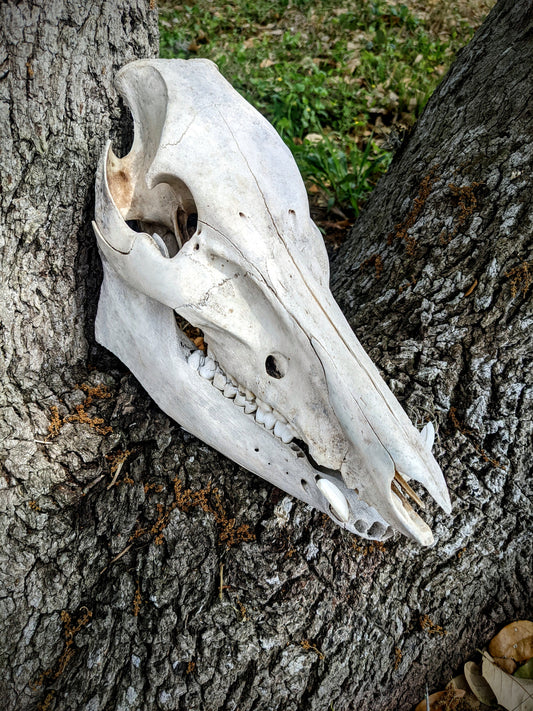 Wild Hog Skull with lower jaw