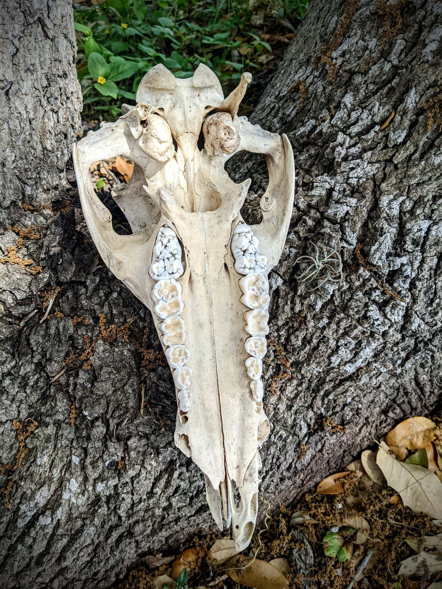 Wild Hog Skull with lower jaw