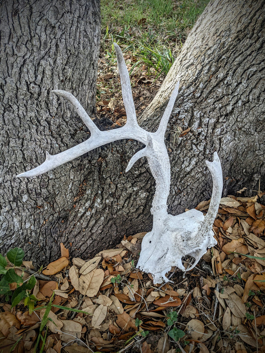 White Tail Atypical Skullcap