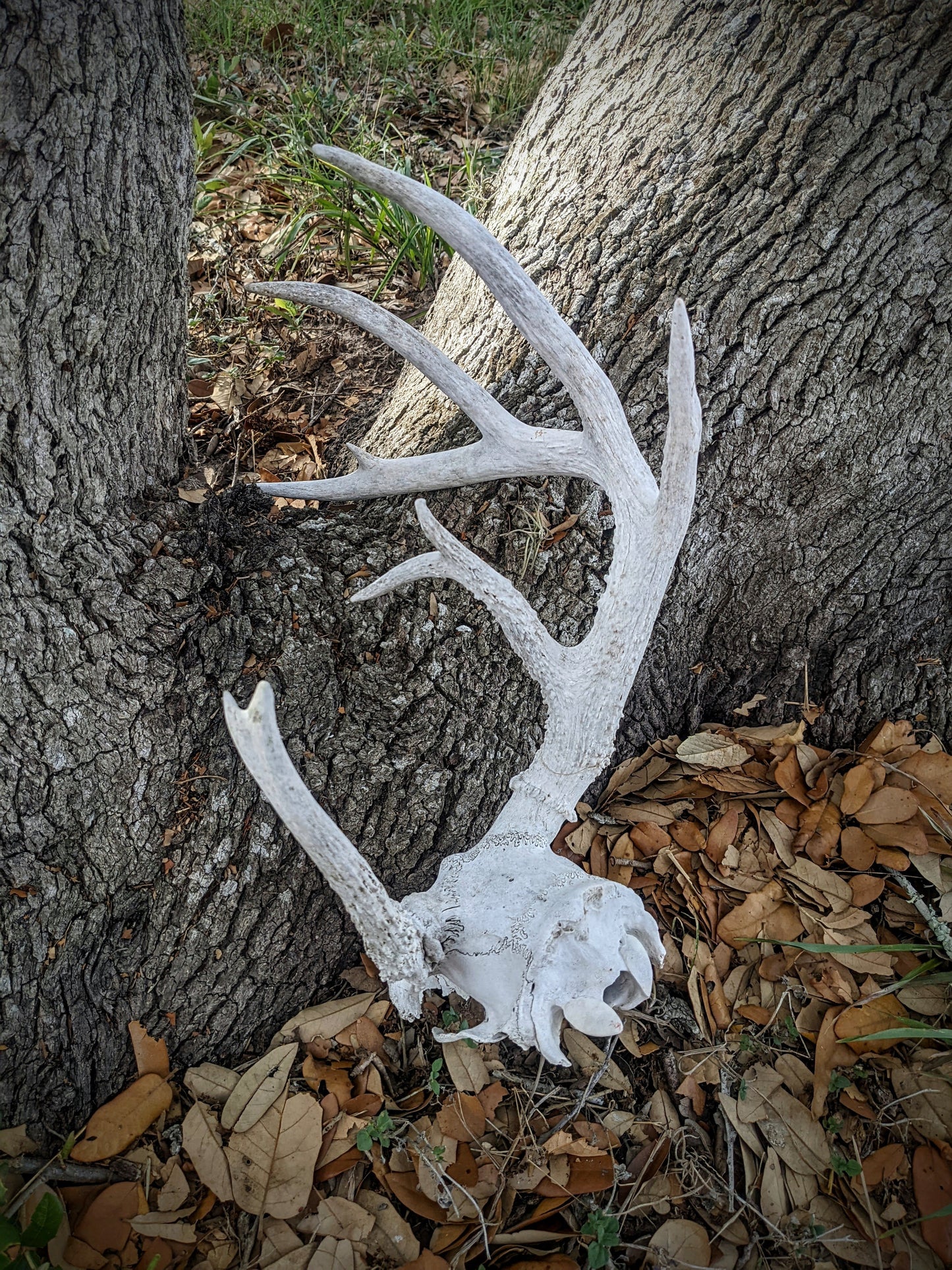 White Tail Atypical Skullcap