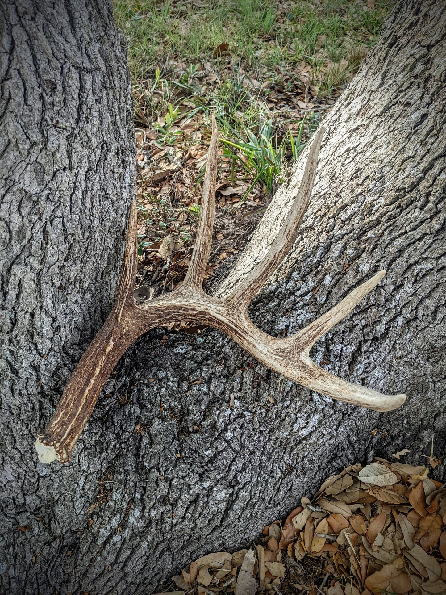 White Tail Single Shed