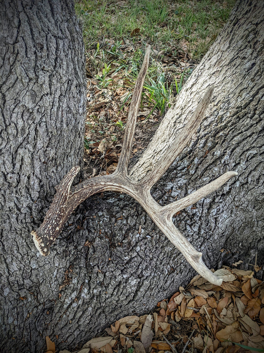 White Tail Antler Single Shed