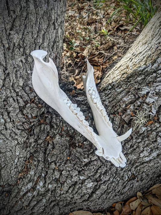 Wild Hog Lower Jaw