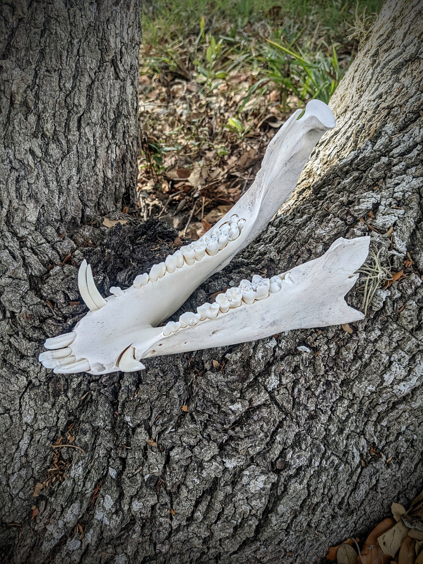 Wild Hog Lower Jaw