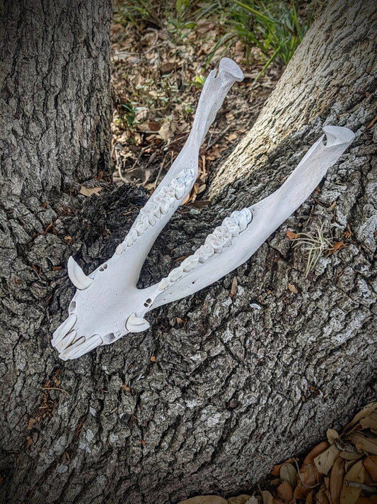 Wild Hog Lower Jaw