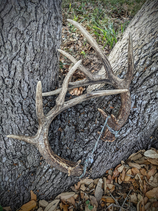 White Tail Antler Set