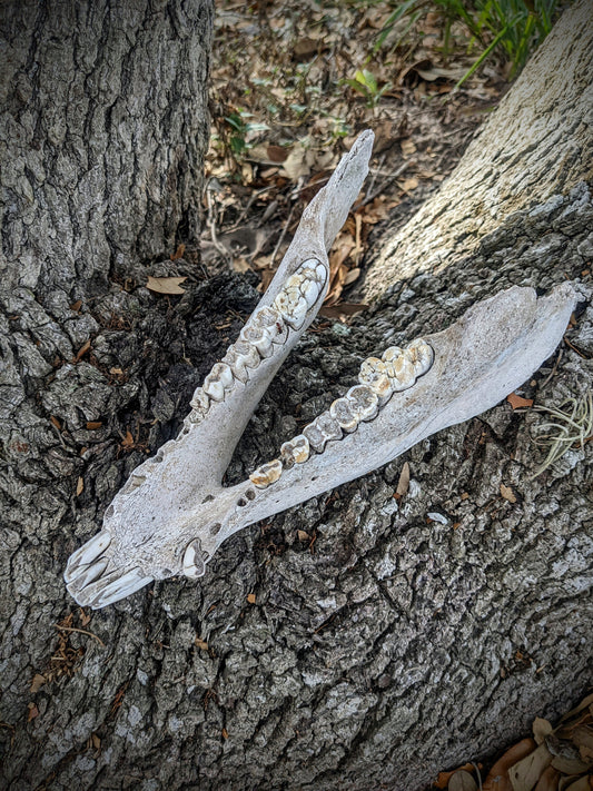 Wild Hog Lower Jaw-Craft Grade