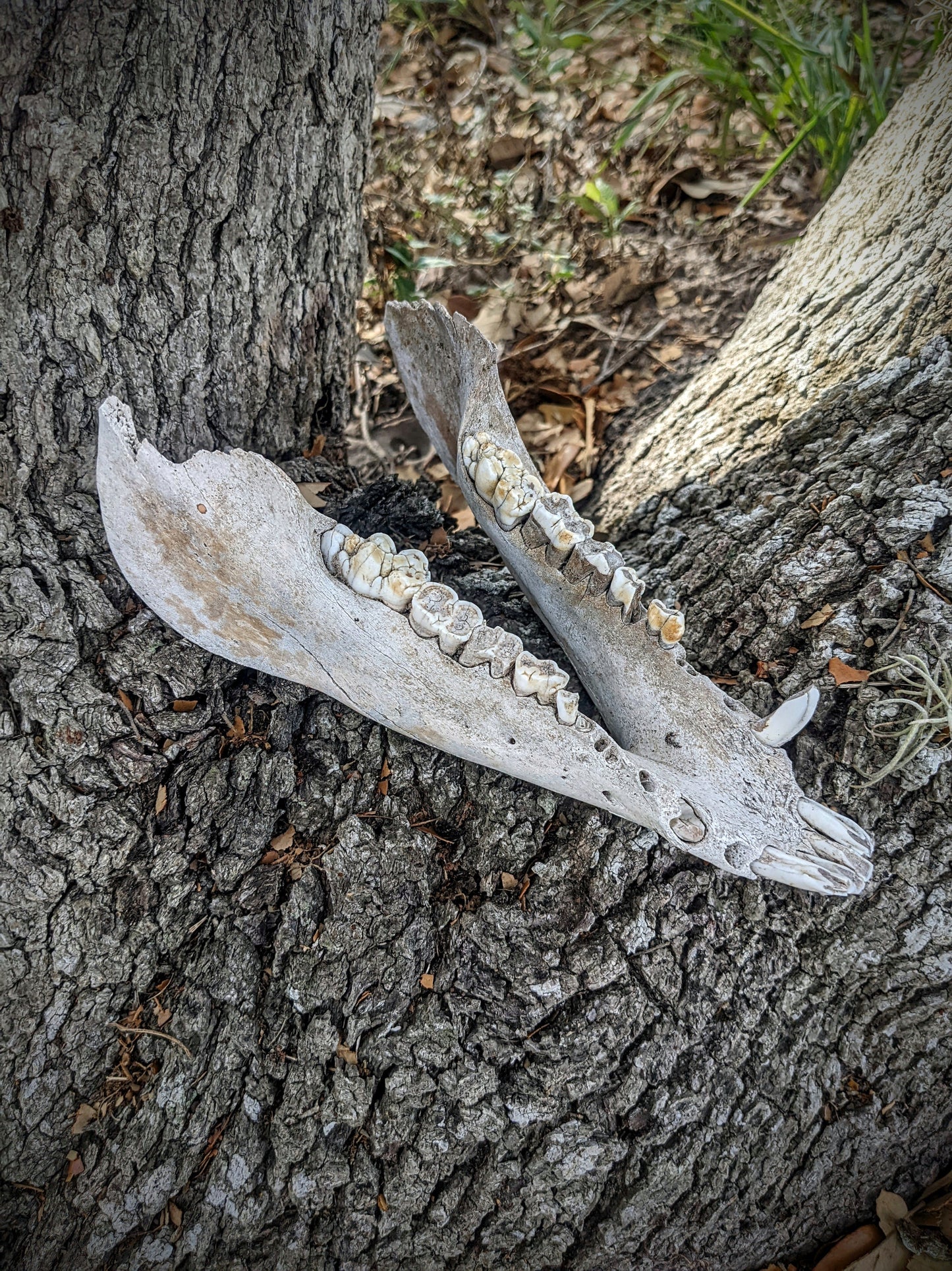 Wild Hog Lower Jaw-Craft Grade