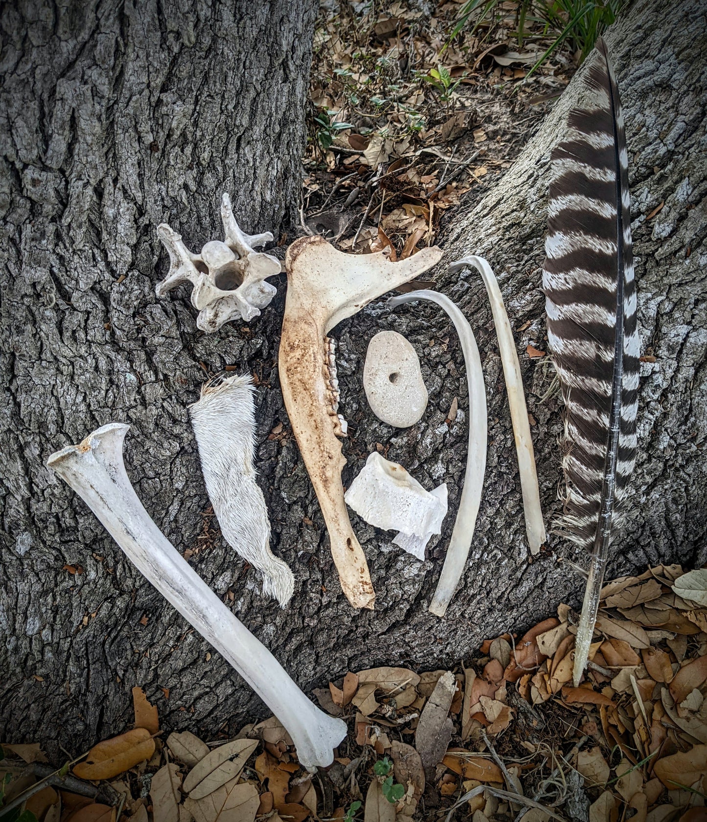 Oddity Grab Bag-SIZE SMALL-6 Items