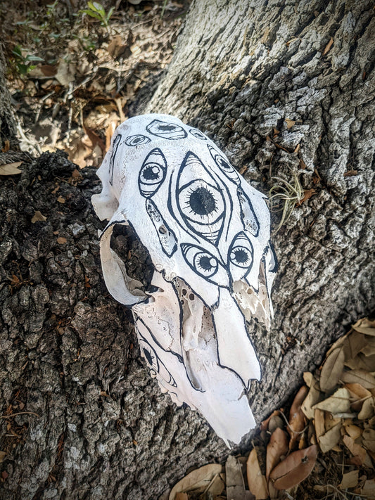 Painted Eye White Tail Doe Skull
