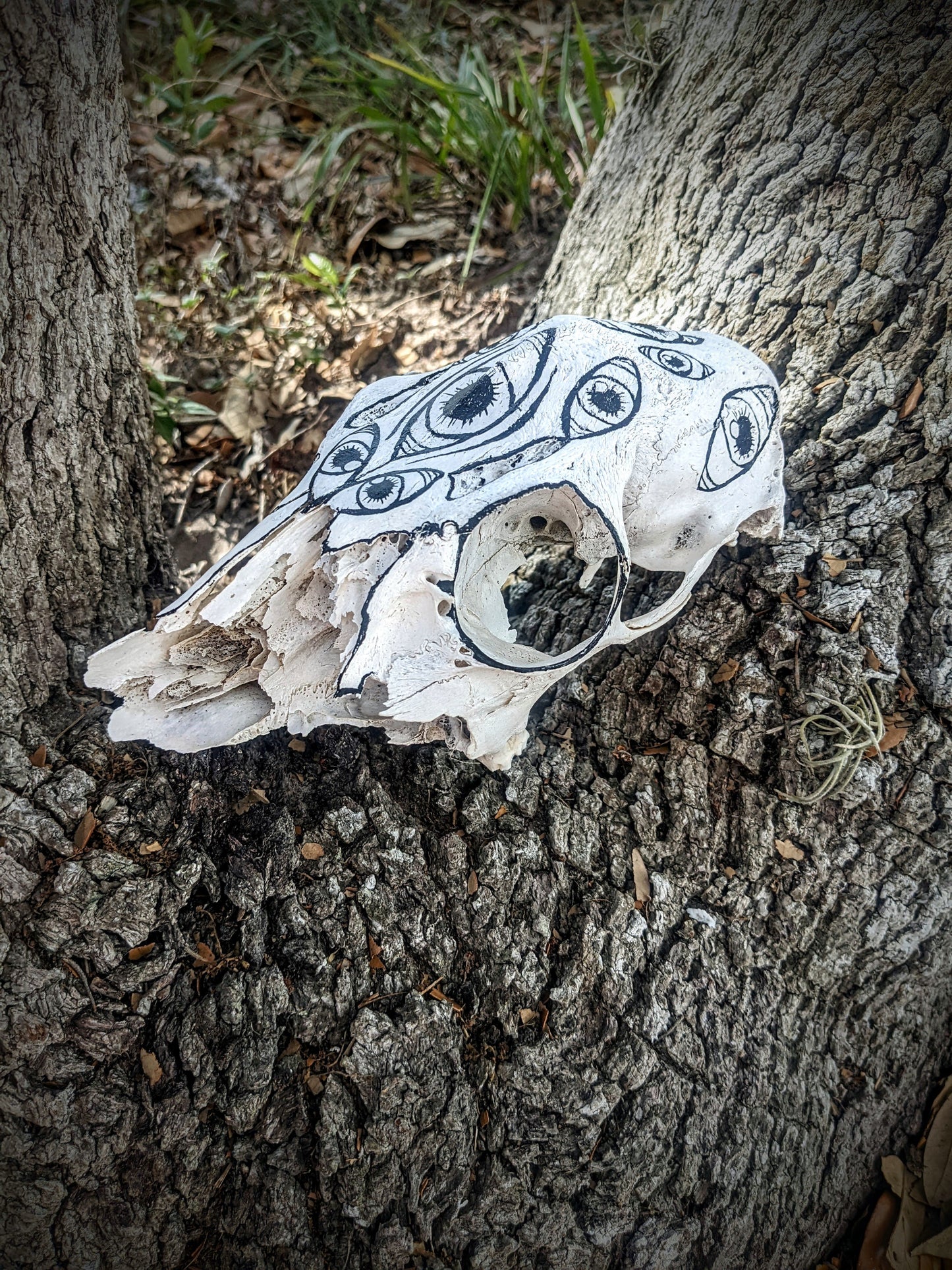 Painted Eye White Tail Doe Skull