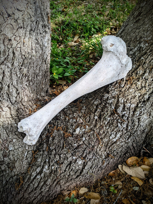 Cow Leg Bone
