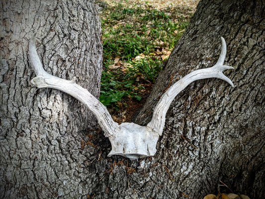 White Tail Buck Skull Cap