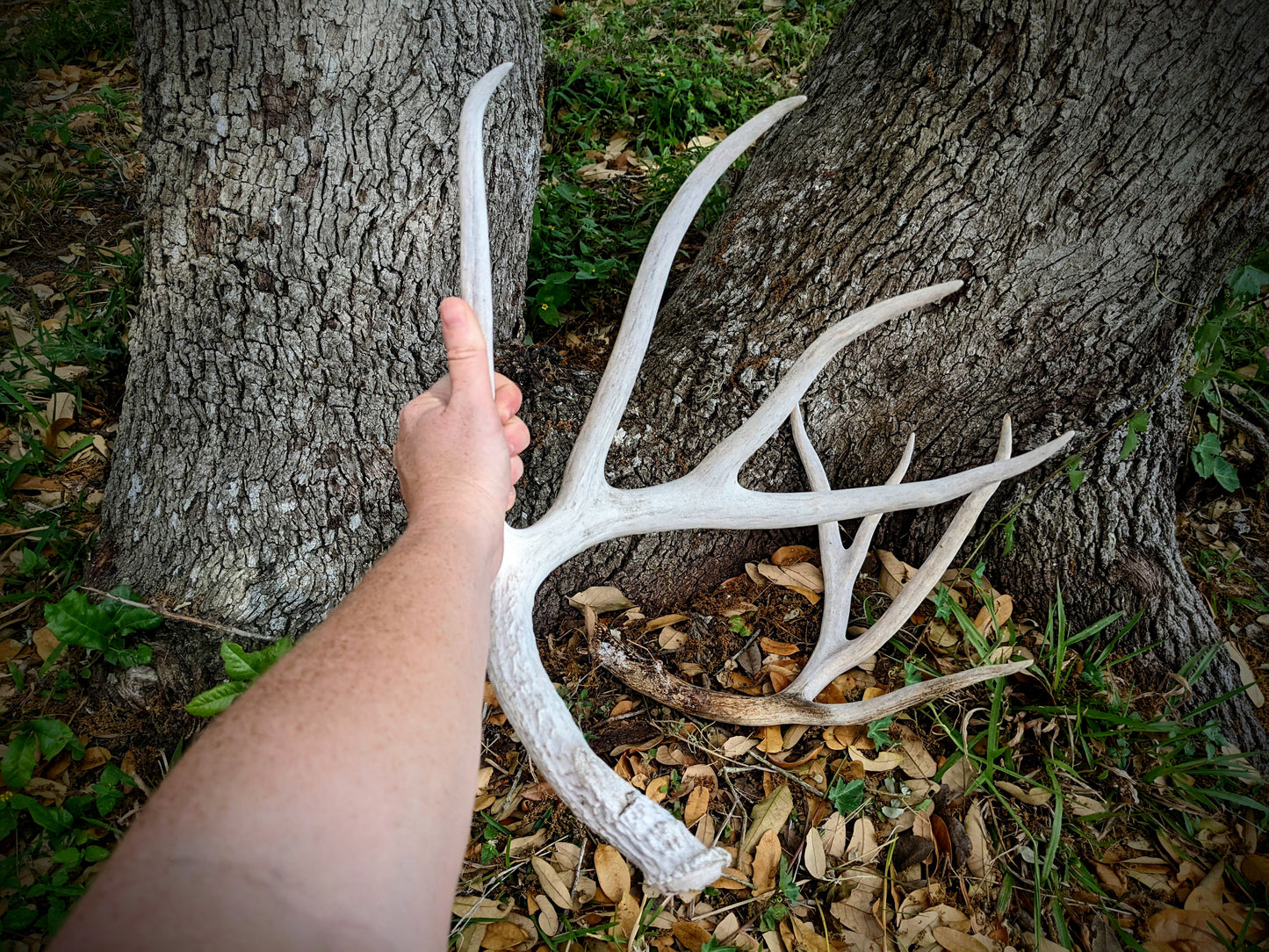White Tail Buck Sheds-LARGE SET