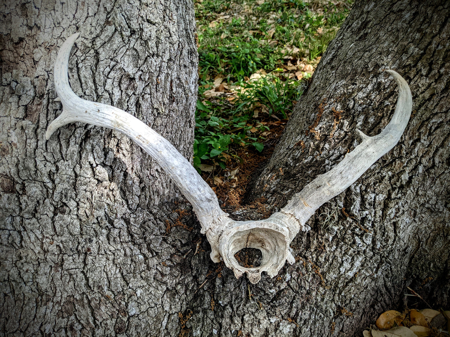 White Tail Buck Skull Cap