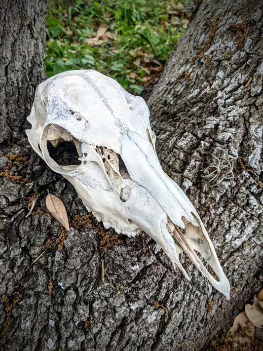 White Tail Doe Skull