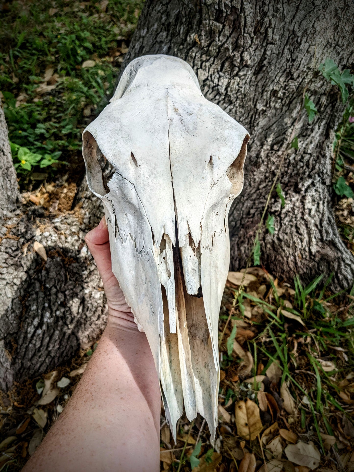 Female Nilgai Skull