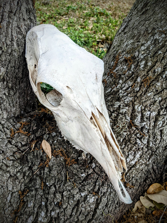 Female Nilgai Skull