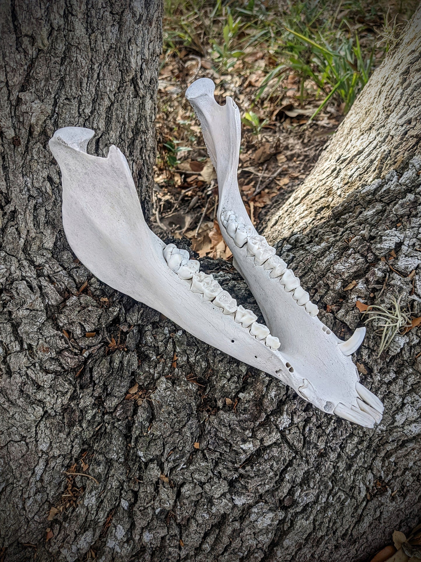 Wild Hog Lower Jaw