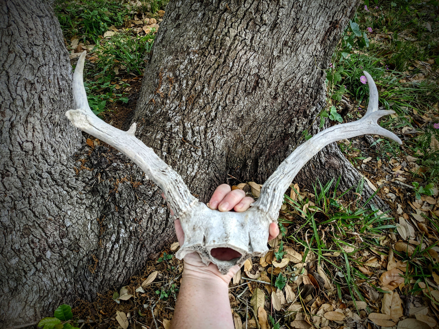 White Tail Buck Skull Cap
